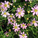 Load image into Gallery viewer, Coreopsis, American Dream #1