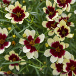 Load image into Gallery viewer, Coreopsis, Designer Threads Creamy Calico #1