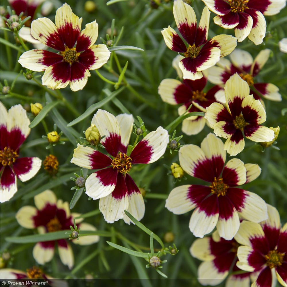 Coreopsis, Designer Threads Creamy Calico #1