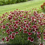 Load image into Gallery viewer, Coreopsis, Designer Threads Heartstrings #1