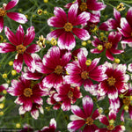 Load image into Gallery viewer, Coreopsis, Designer Threads Heartstrings #1