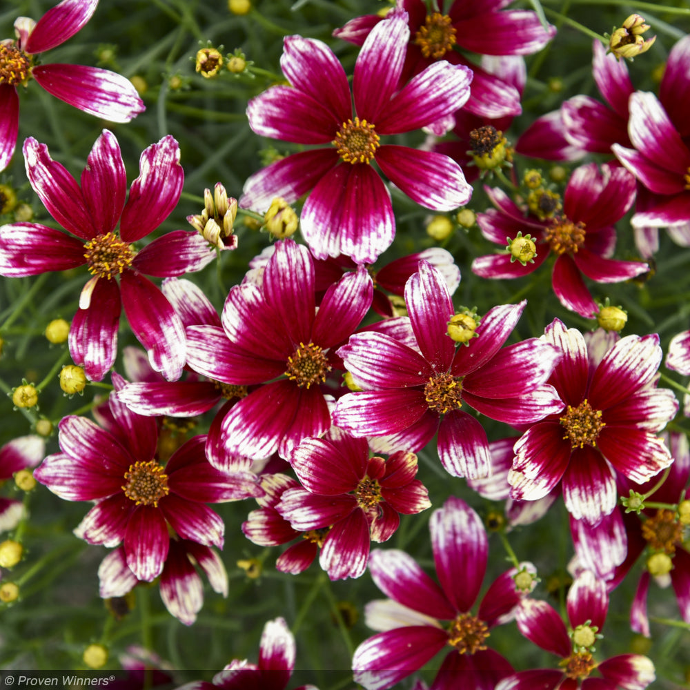 Coreopsis, Designer Threads Heartstrings #1