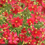 Load image into Gallery viewer, Coreopsis, Designer Threads Scarlet Ribbons #1
