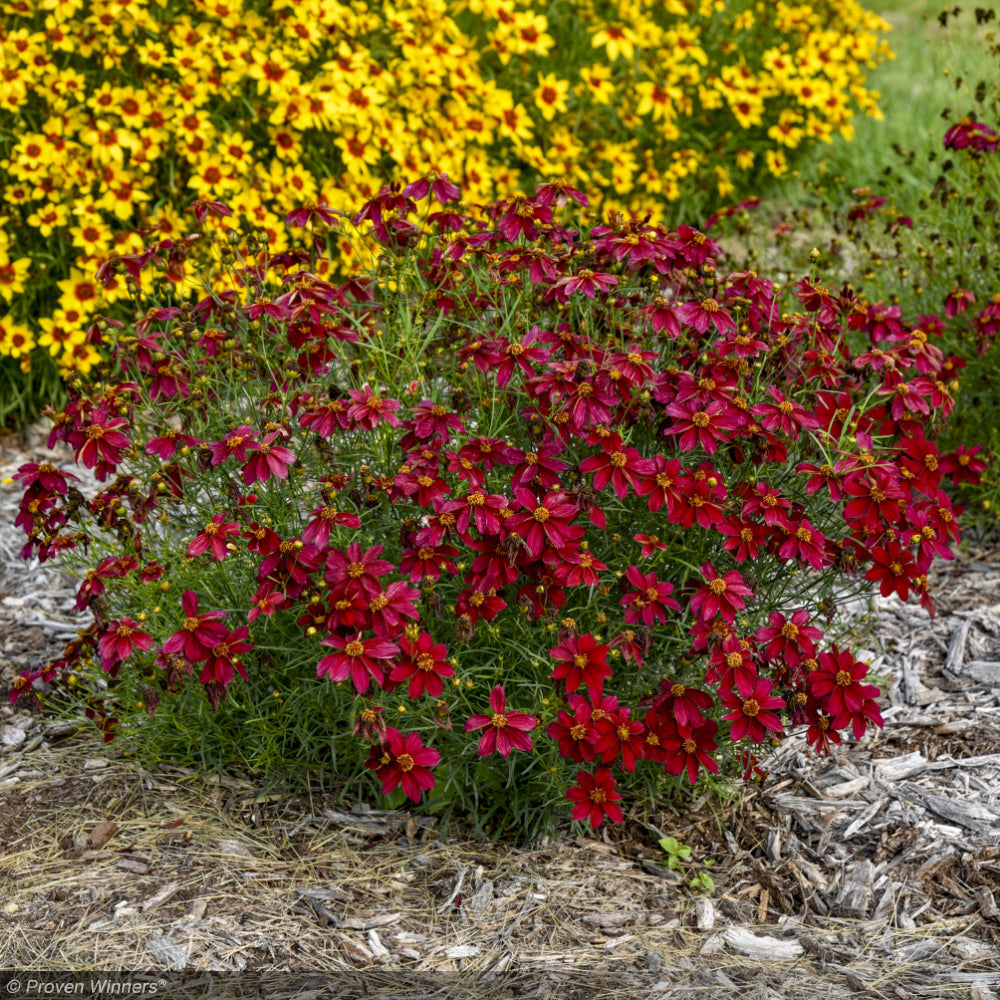 Coreopsis, Designer Threads Scarlet Ribbons #1