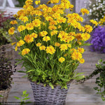Load image into Gallery viewer, Coreopsis, Early Sunrise #1