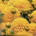 Load image into Gallery viewer, Coreopsis, Golden Sphere 8"