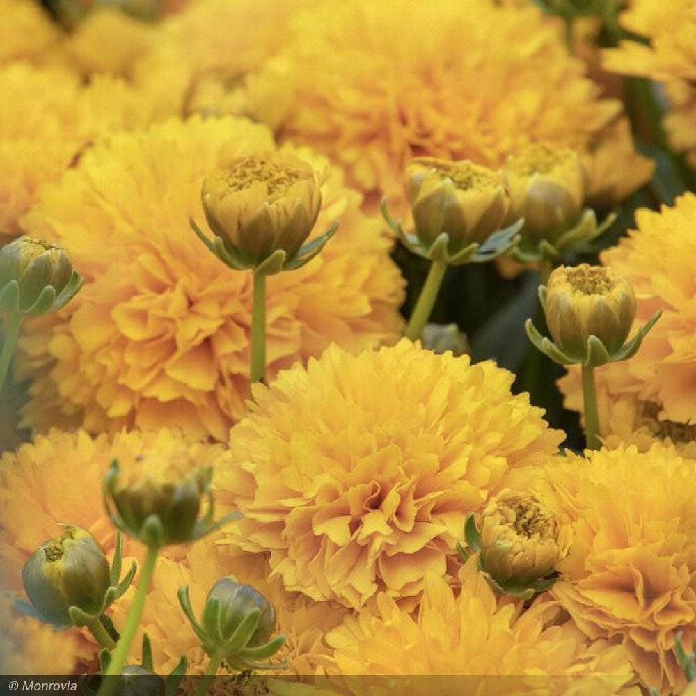 Coreopsis, Golden Sphere 8"