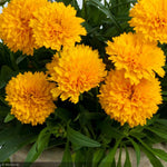 Load image into Gallery viewer, Coreopsis, Golden Sphere 8"