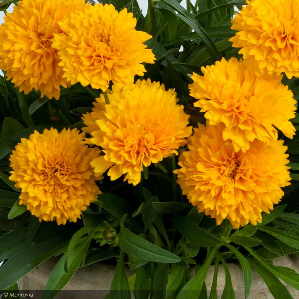 Coreopsis, Golden Sphere 8"