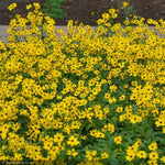 Load image into Gallery viewer, Coreopsis, Summer Sunshine #1