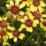 Load image into Gallery viewer, Coreopsis, Sunstar Gold #1