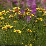 Load image into Gallery viewer, Coreopsis, Sunstar Gold #1