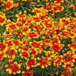 Load image into Gallery viewer, Coreopsis, Sunstar Orange #1