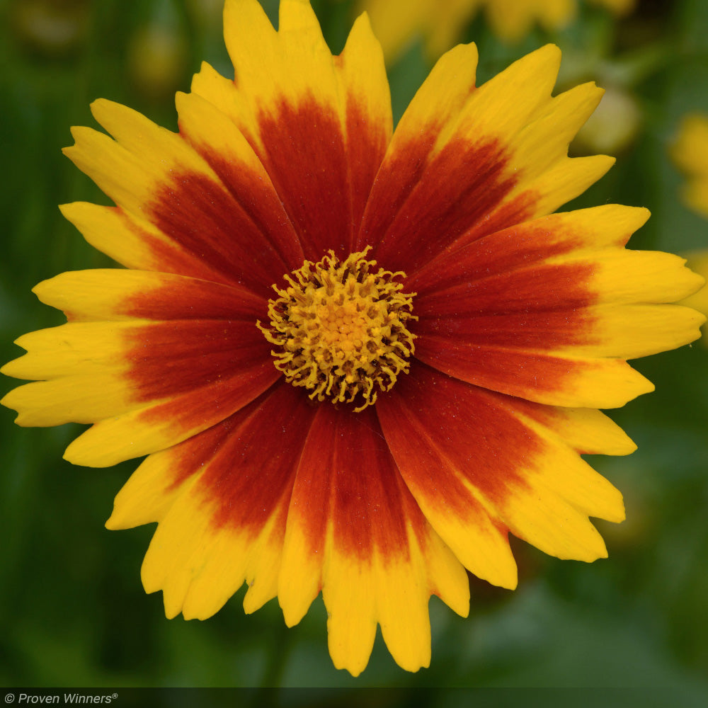 Coreopsis, Uptick Gold & Bronze