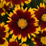 Load image into Gallery viewer, Coreopsis, Uptick Red #1