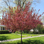Load image into Gallery viewer, Crabapple, Show Time #7