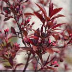 Load image into Gallery viewer, Crabapple, Show Time #7