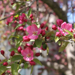 Load image into Gallery viewer, Crabapple, Ruby Tears #15