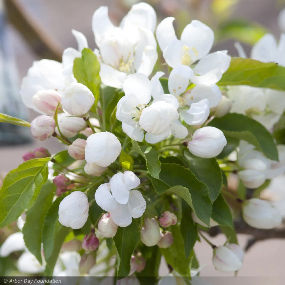 Crabapple, Spring Snow #15 – Greenwood Creek Nursery