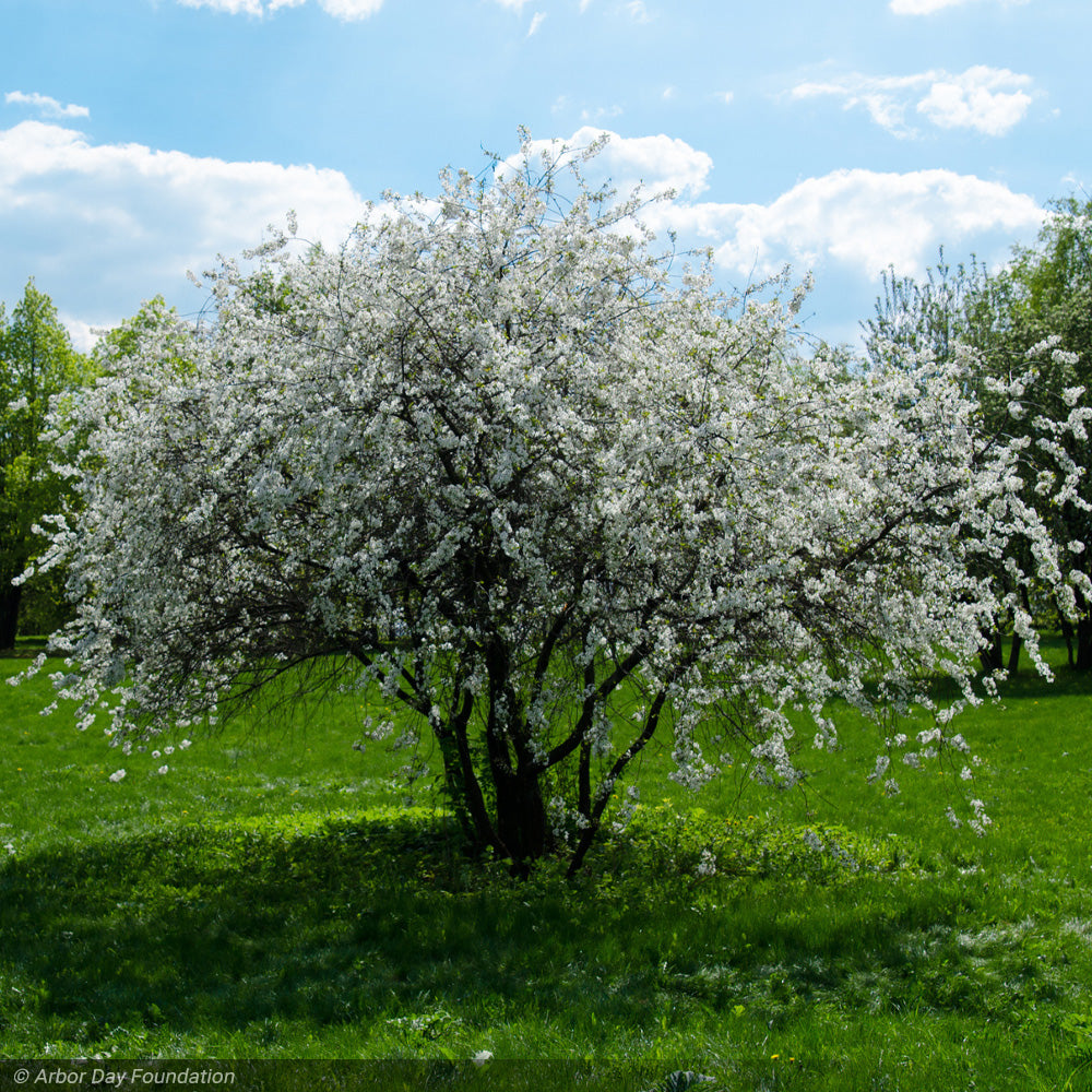 Crabapple, Spring Snow #15