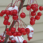 Load image into Gallery viewer, Crabapple, Sweet Sugar Tyme #15