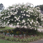 Load image into Gallery viewer, Crape Myrtle, Acoma 6' B&B