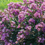 Load image into Gallery viewer, Crape Myrtle, Bellini Grape #3