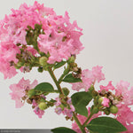 Load image into Gallery viewer, Crape Myrtle, Bellini Guava #3