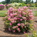 Load image into Gallery viewer, Crape Myrtle, Bellini Guava #3