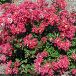 Load image into Gallery viewer, Crape Myrtle, Bellini Strawberry #3