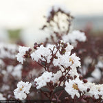 Load image into Gallery viewer, Crape Myrtle, Black Diamond Pure White #10