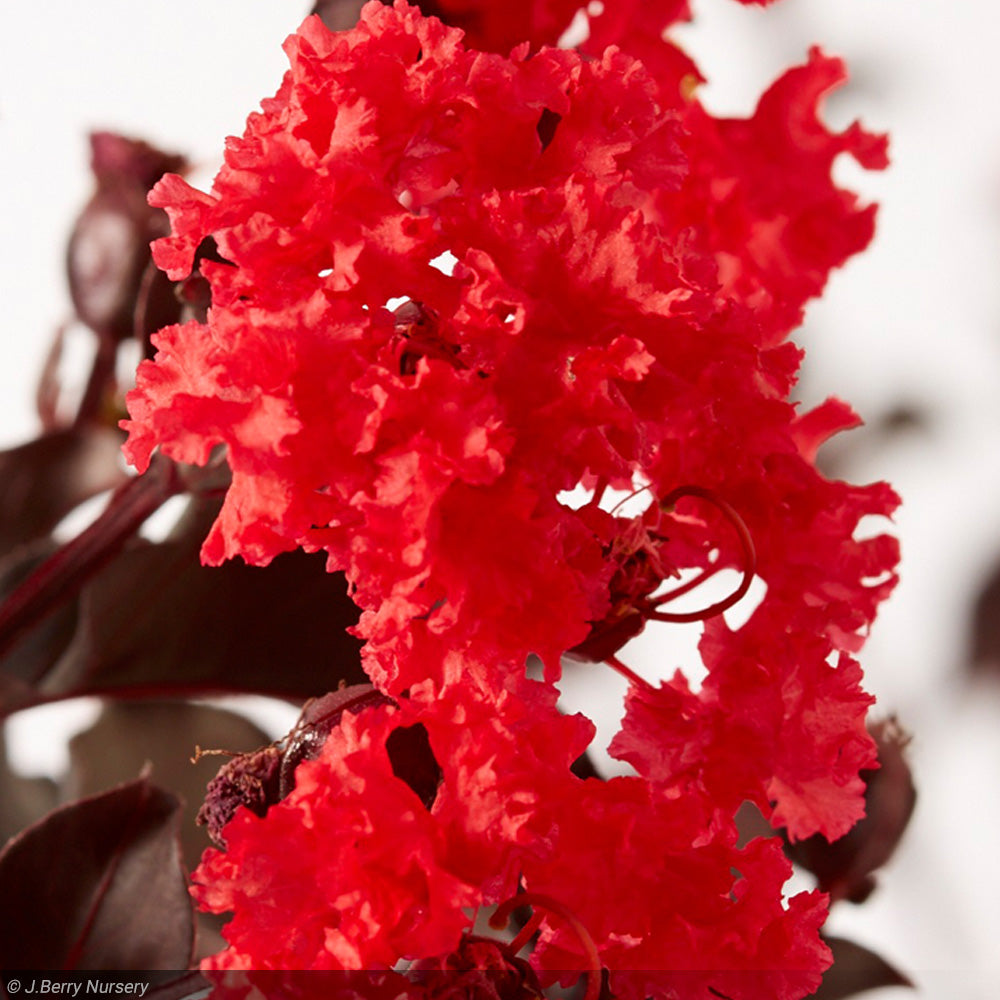 Crape Myrtle, Black Diamond Red Hot #10 – Greenwood Creek Nursery