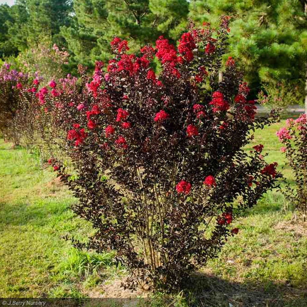 Crape Myrtle, Black Diamond Red Hot #10 – Greenwood Creek Nursery