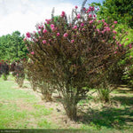 Load image into Gallery viewer, Crape Myrtle, Black Diamond Shell Pink #10