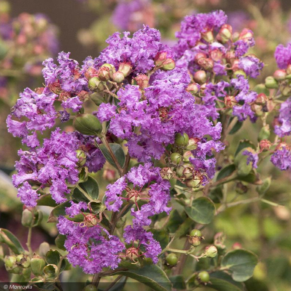 Crape Myrtle, Catawba 7' B&B – Greenwood Creek Nursery