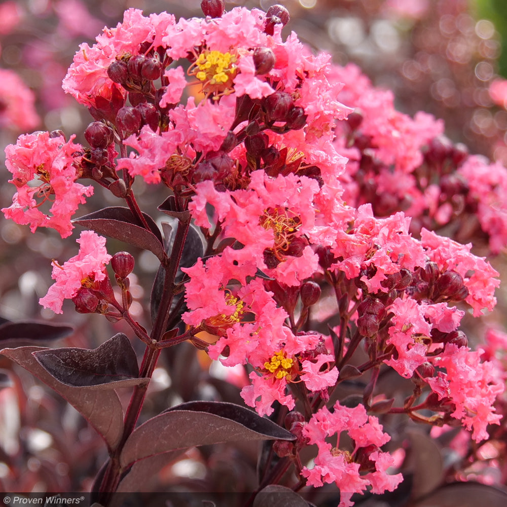 Crape Myrtle, Center Stage Coral 3 Greenwood Creek Nursery