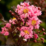 Load image into Gallery viewer, Crape Myrtle, Delta Jazz 8' B&B