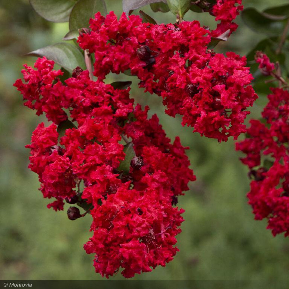 Crape Myrtle, Dynamite 10'-12'
