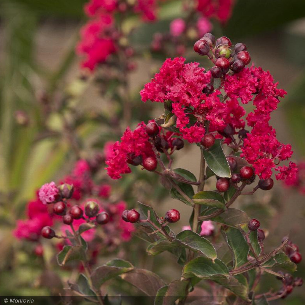 Crape Myrtle, Dynamite 10'-12' – Greenwood Creek Nursery