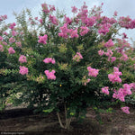 Load image into Gallery viewer, Crape Myrtle, Lipan 8' B&B
