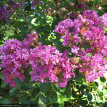 Load image into Gallery viewer, Crape Myrtle, Lipan 8' B&B