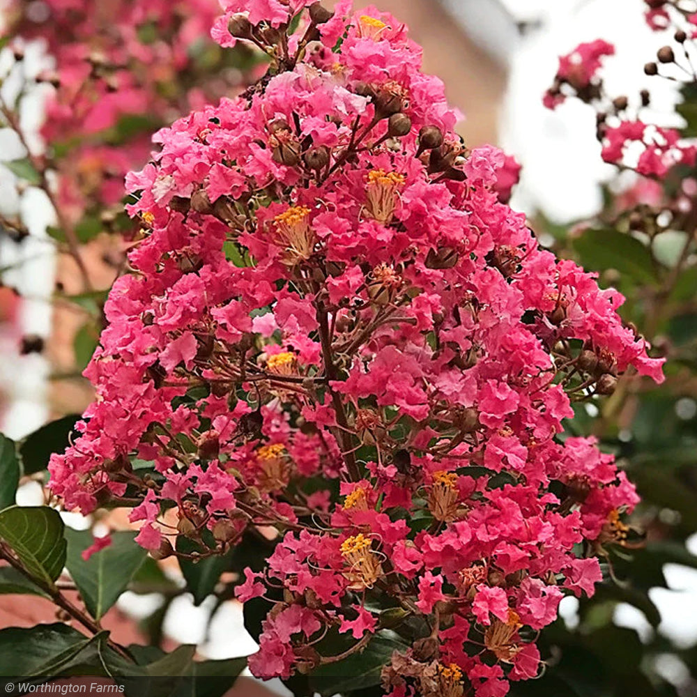Crape Myrtle, Miami 6'-8' B&B – Greenwood Creek Nursery