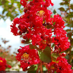 Load image into Gallery viewer, Crape Myrtle, Miss Frances 8' BB