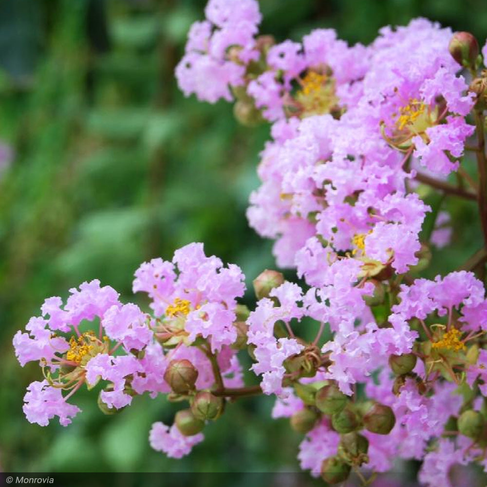 Crape Myrtle, Muskogee 14' - 16' B&B – Greenwood Creek Nursery