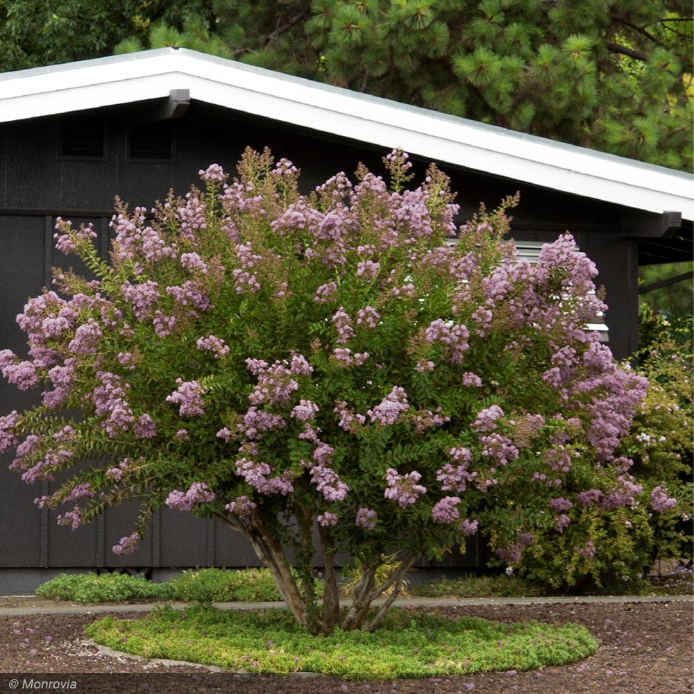 Crape Myrtle, Muskogee 14' - 16' B&B – Greenwood Creek Nursery