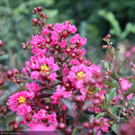 Load image into Gallery viewer, Crape Myrtle, Pink Velour #15