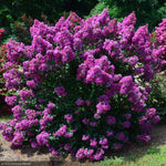 Load image into Gallery viewer, Crape Myrtle, Purple Magic #3