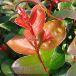 Load image into Gallery viewer, Crape Myrtle, Purple Magic #3