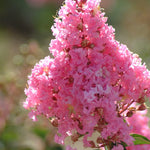Load image into Gallery viewer, Crape Myrtle, Sioux 10'-12' B&B