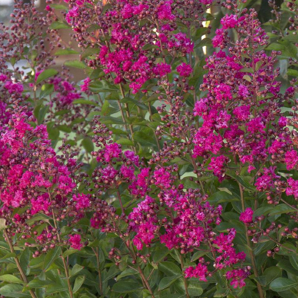 Crape Myrtle, Tonto #10